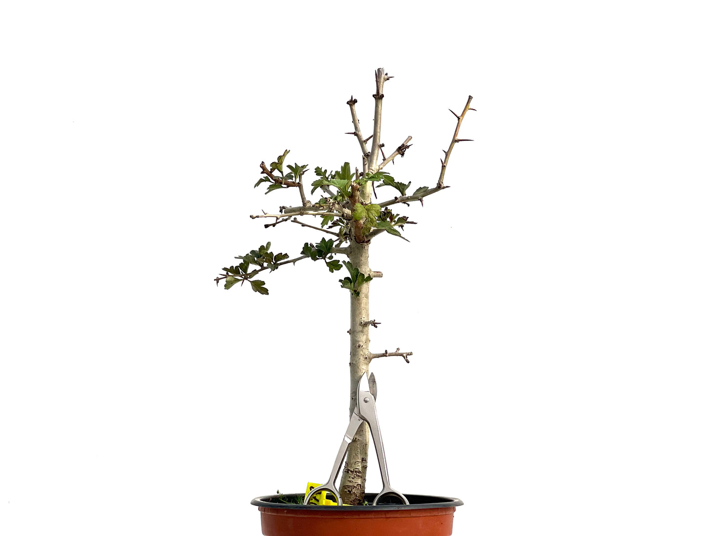 Crataegus Monogyna 3072