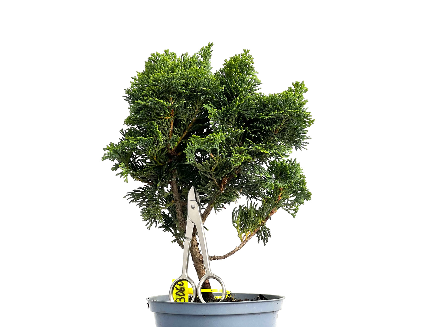 Chamaecyparis Obtusa Nana 3060