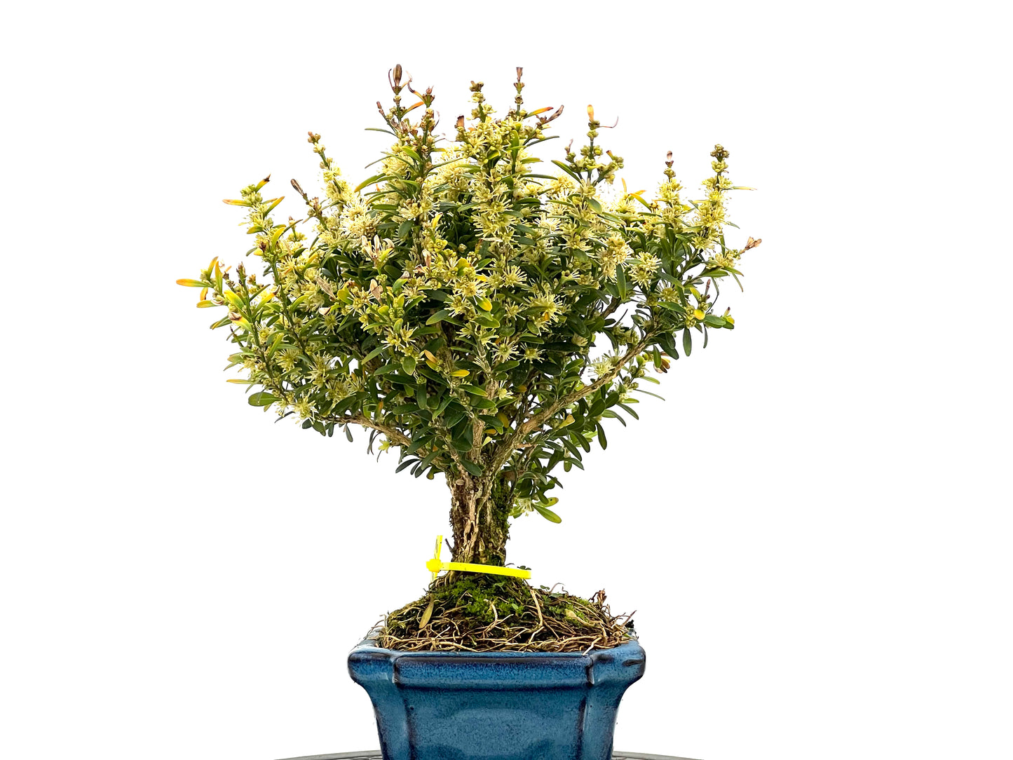 Buxus Harlandii 1648