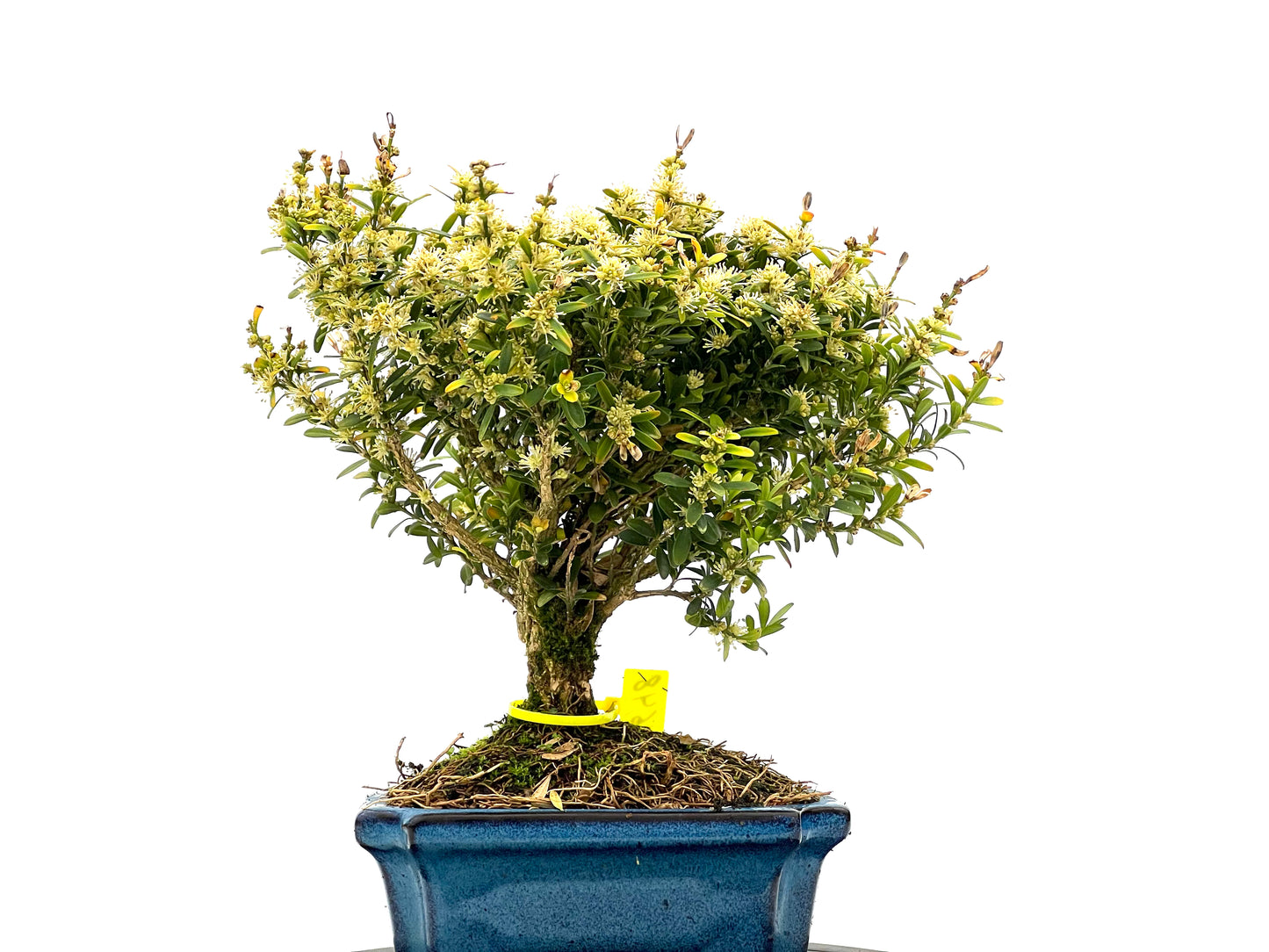 Buxus Harlandii 1648