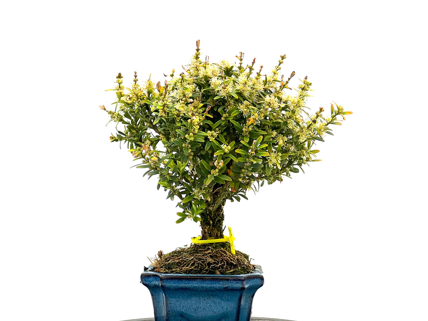 Buxus Harlandii 1648