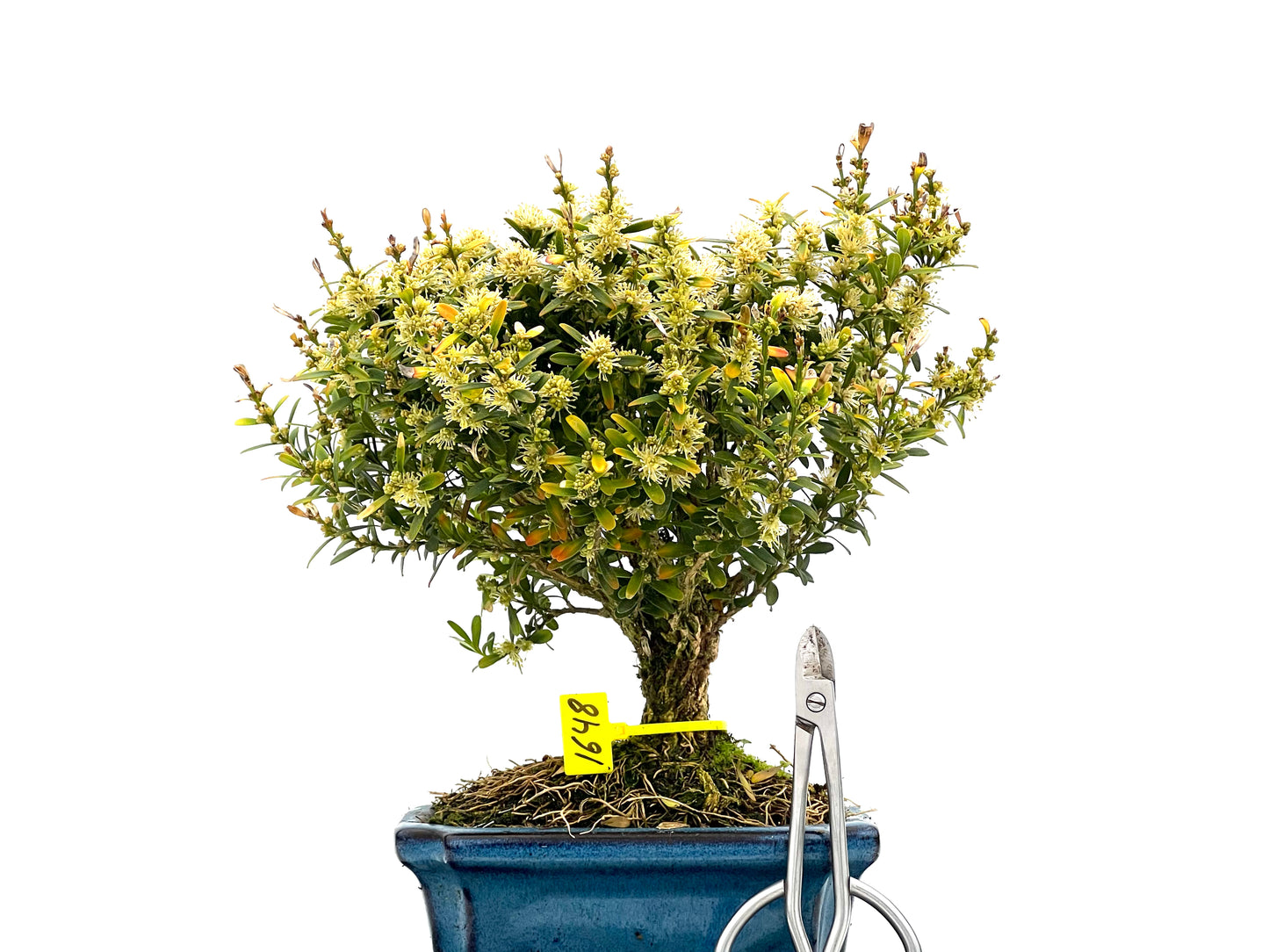 Buxus Harlandii 1648