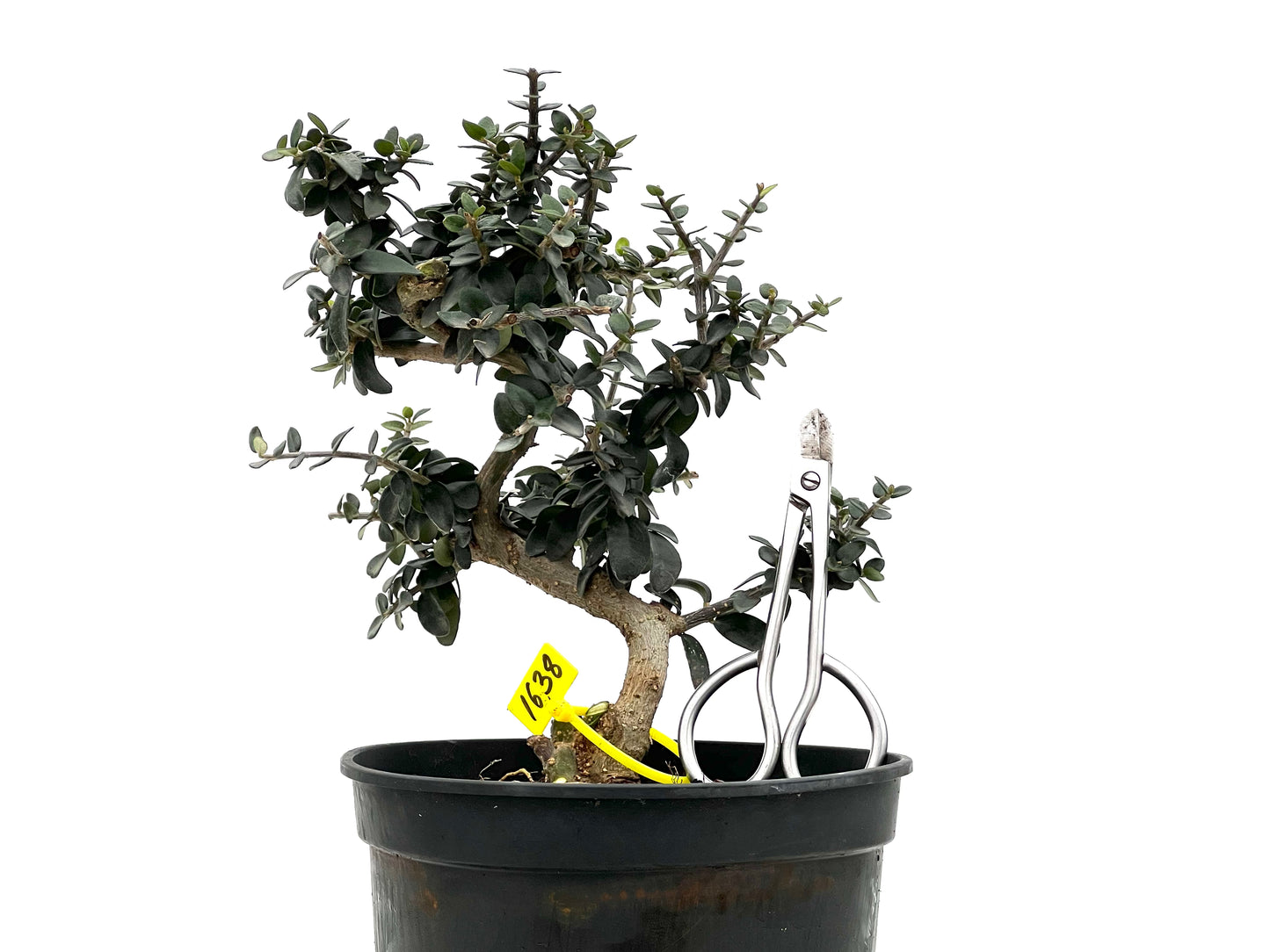 Olea Europaea Sylvestris 1638