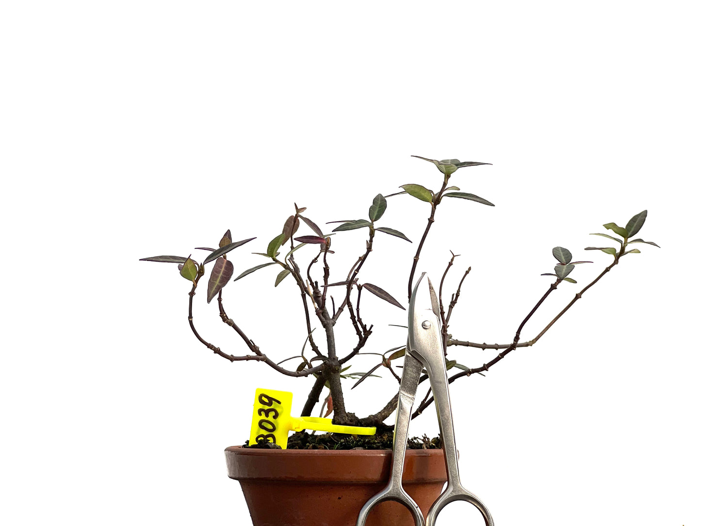 Trachelospermum Asiaticum 3039