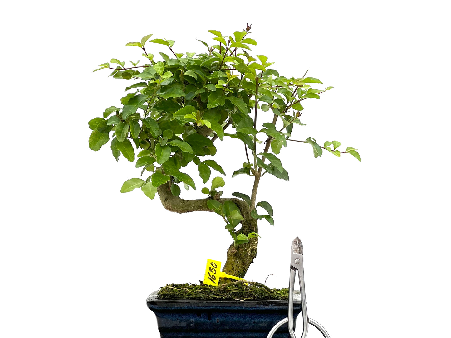 Ligustrum Sinensis 1650