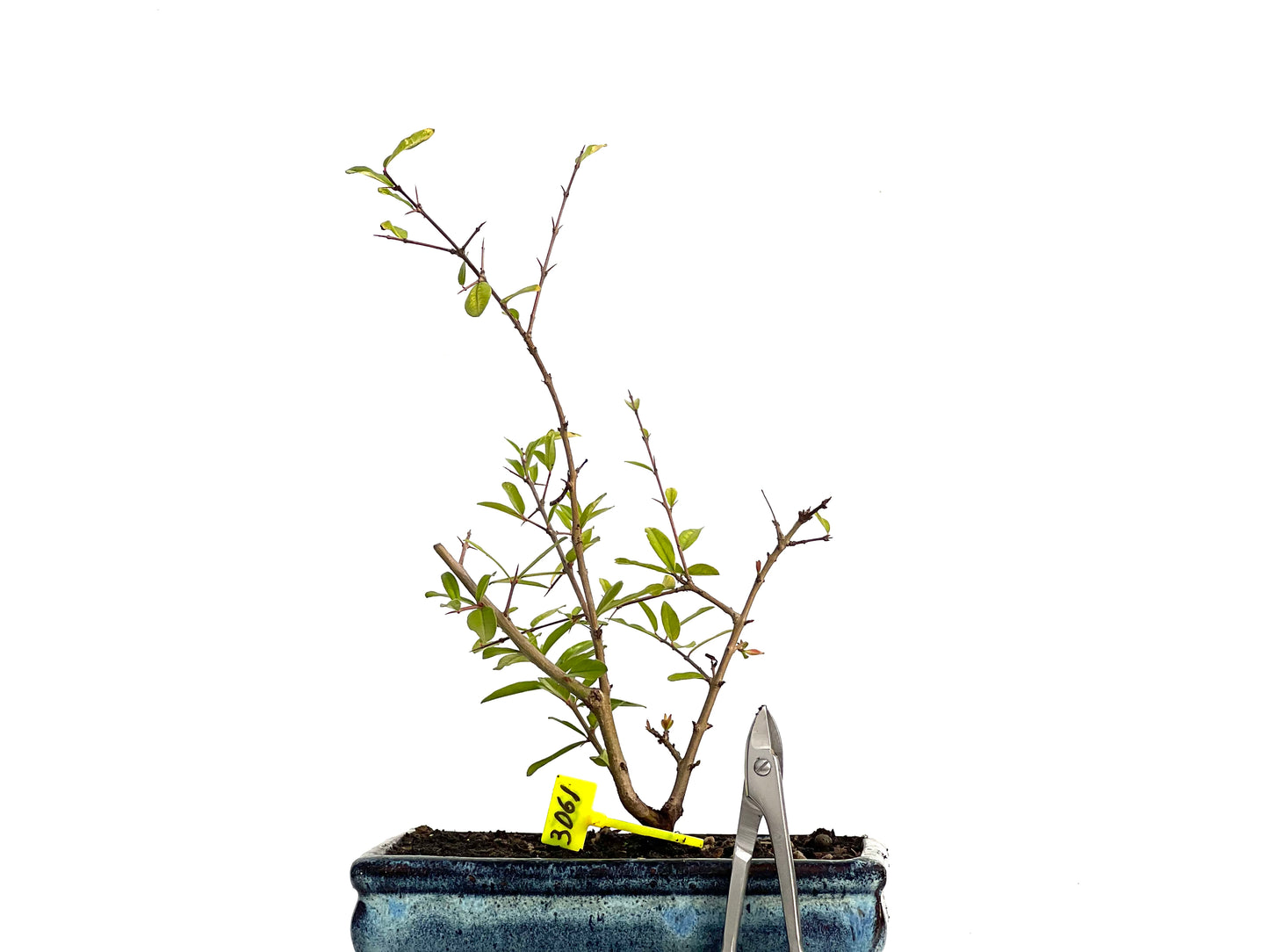 Punica Granatum Nejikan 3061