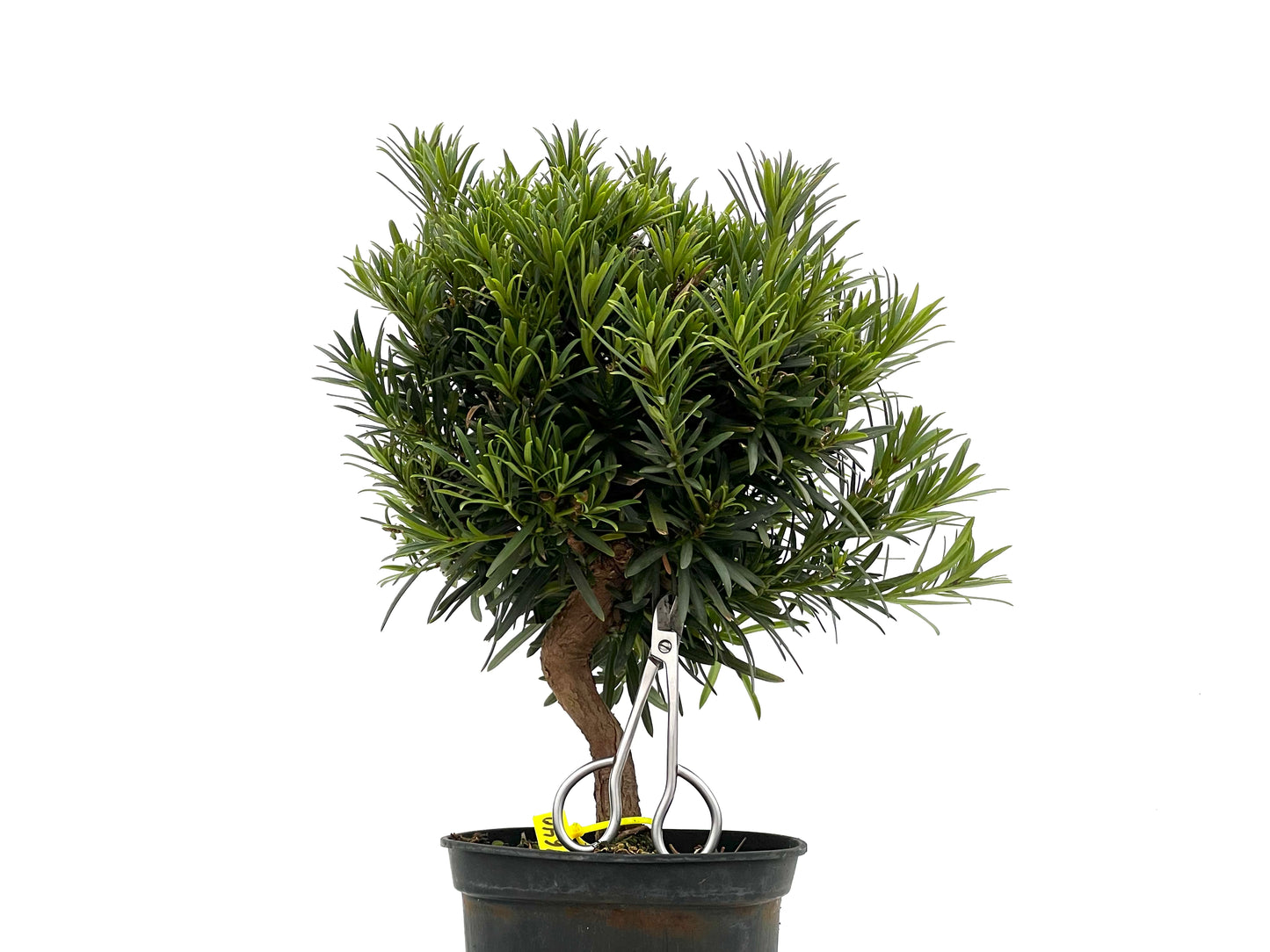Podocarpus Microphyllus 1640