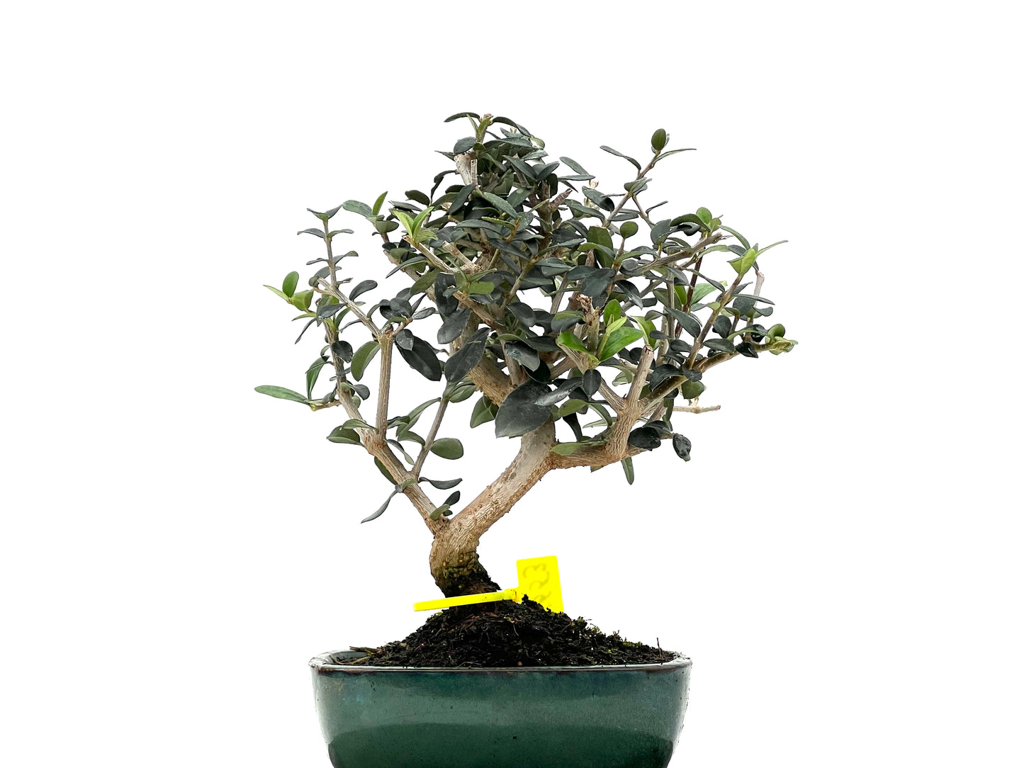 Olea Europaea Sylvestris 1653