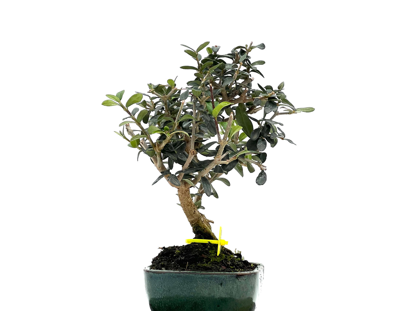 Olea Europaea Sylvestris 1653