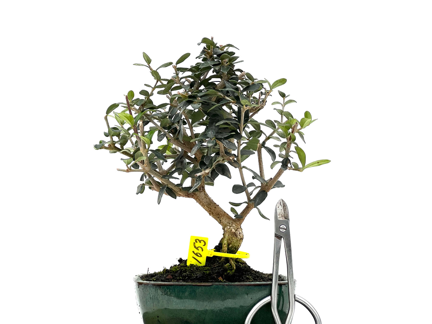 Olea Europaea Sylvestris 1653