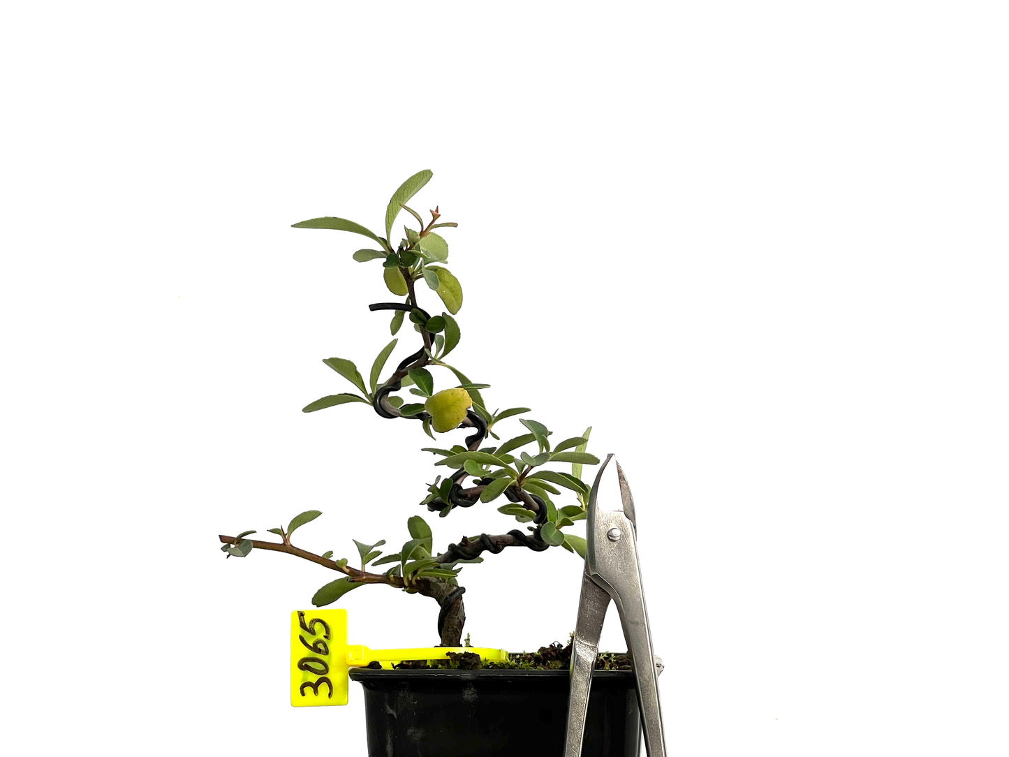 Pyracantha 3065