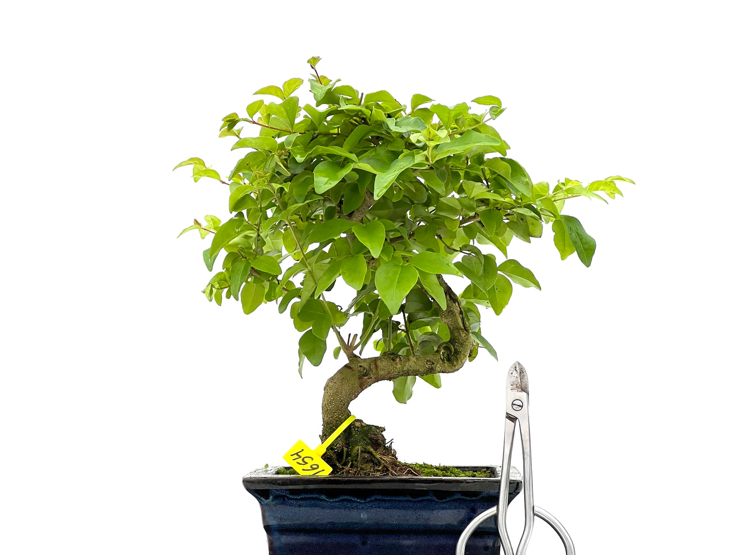 Ligustrum Sinensis 1654