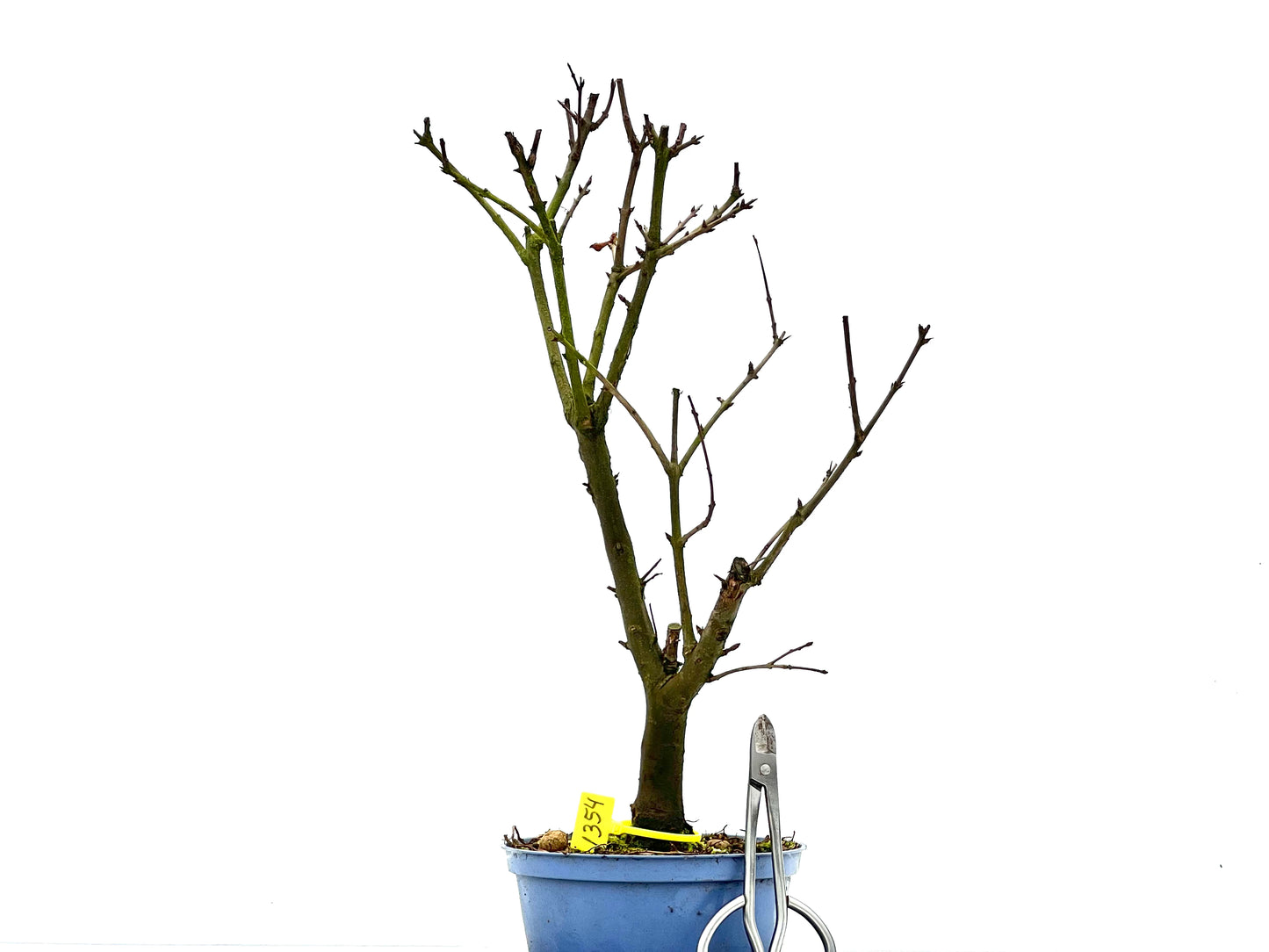 Punica Granatum Nana 1354