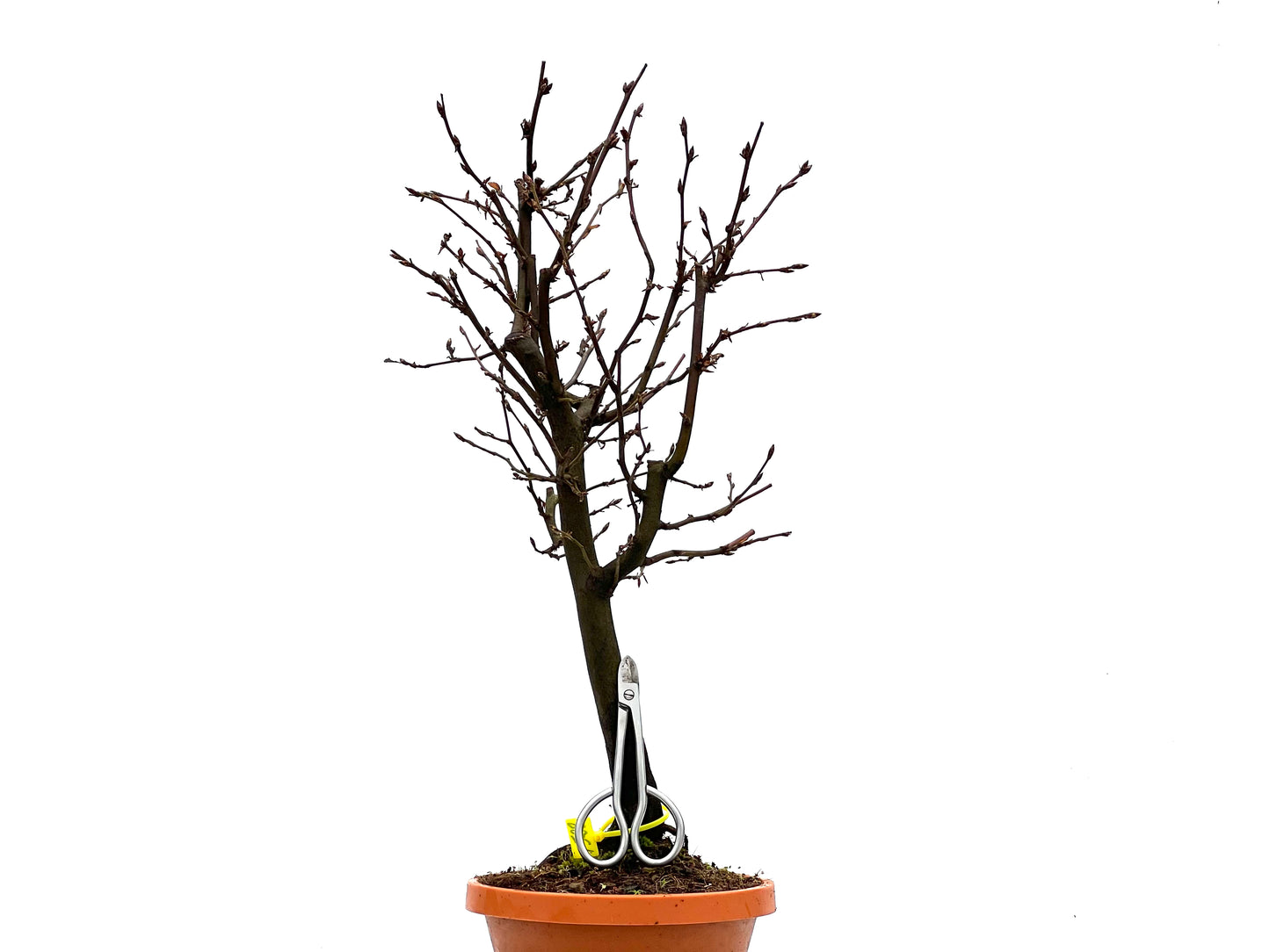 Carpinus Betulus 1528