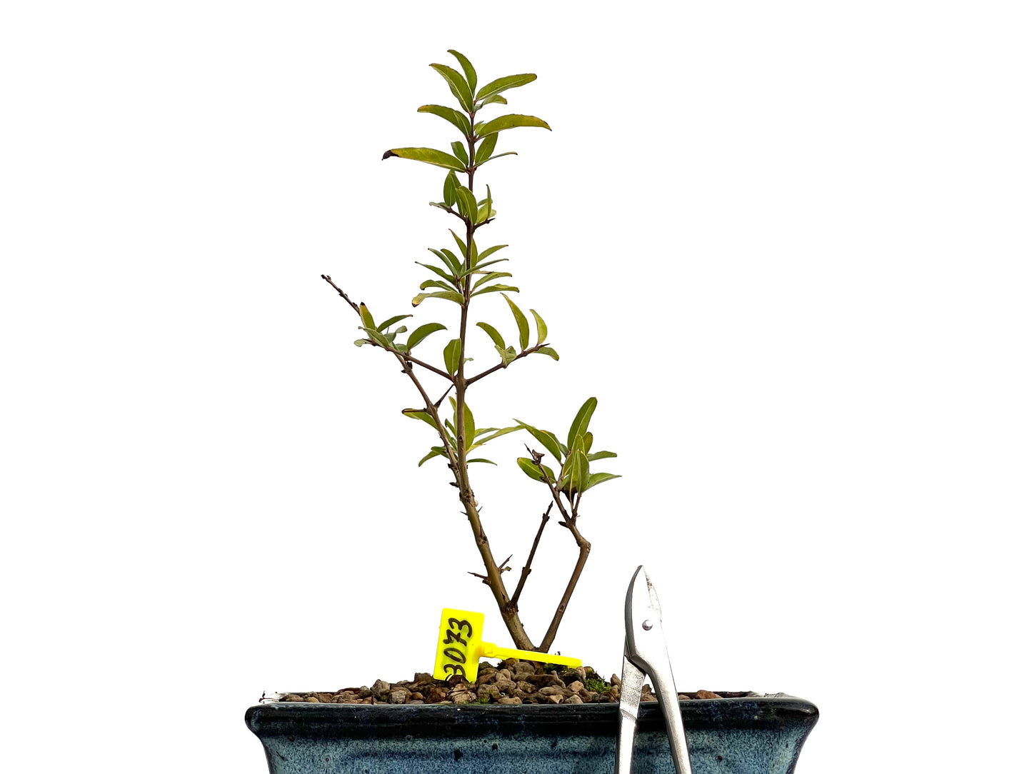 Punica Granatum Nejikan 3073