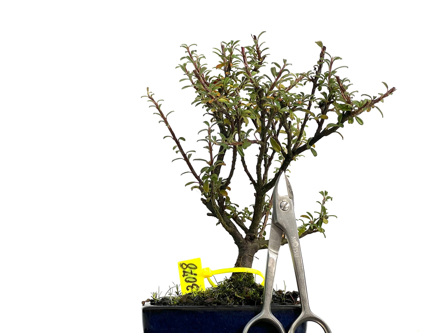 Cotoneaster Microphylla 3078