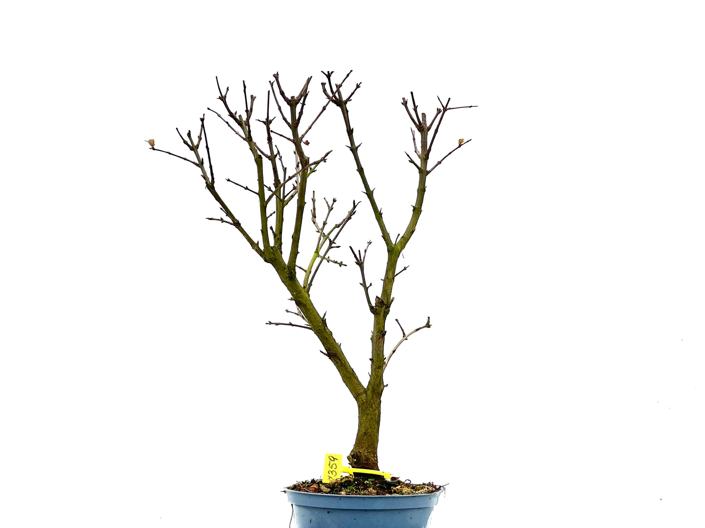 Púnica Granatum Nana 1359