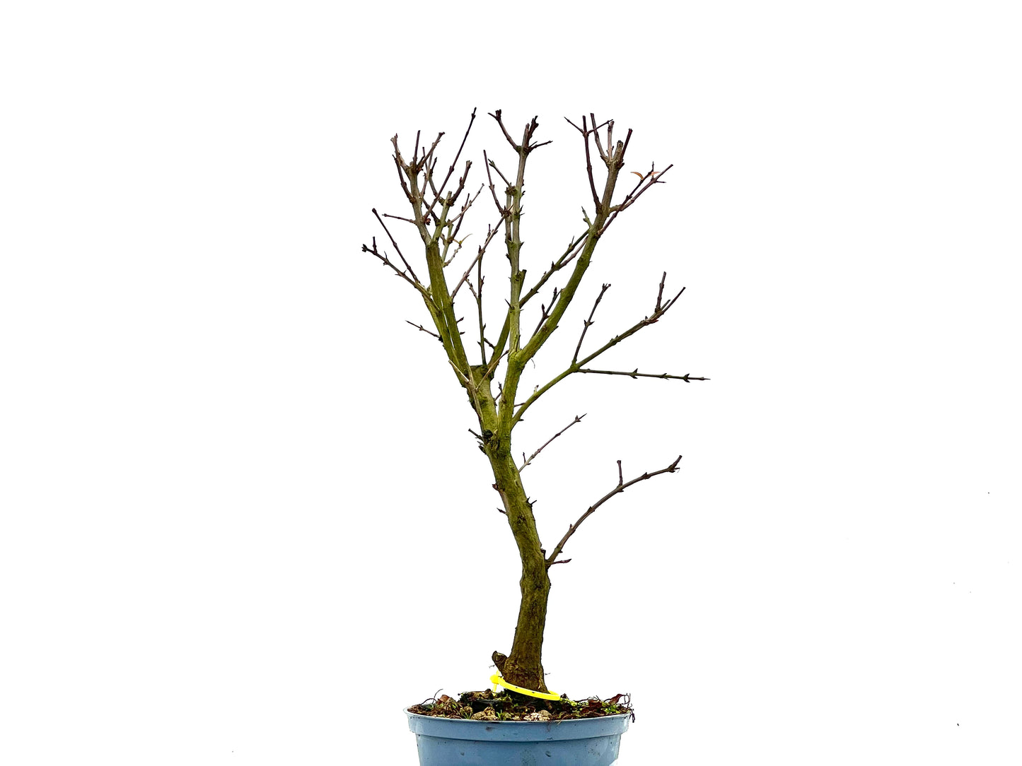 Púnica Granatum Nana 1359