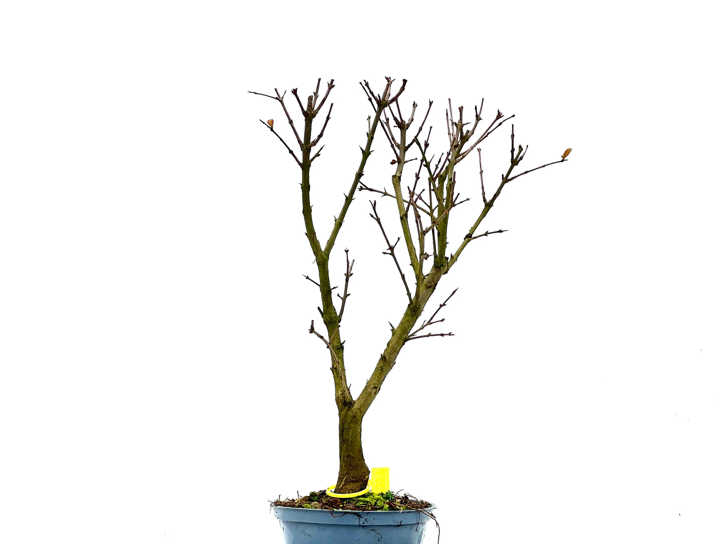 Púnica Granatum Nana 1359