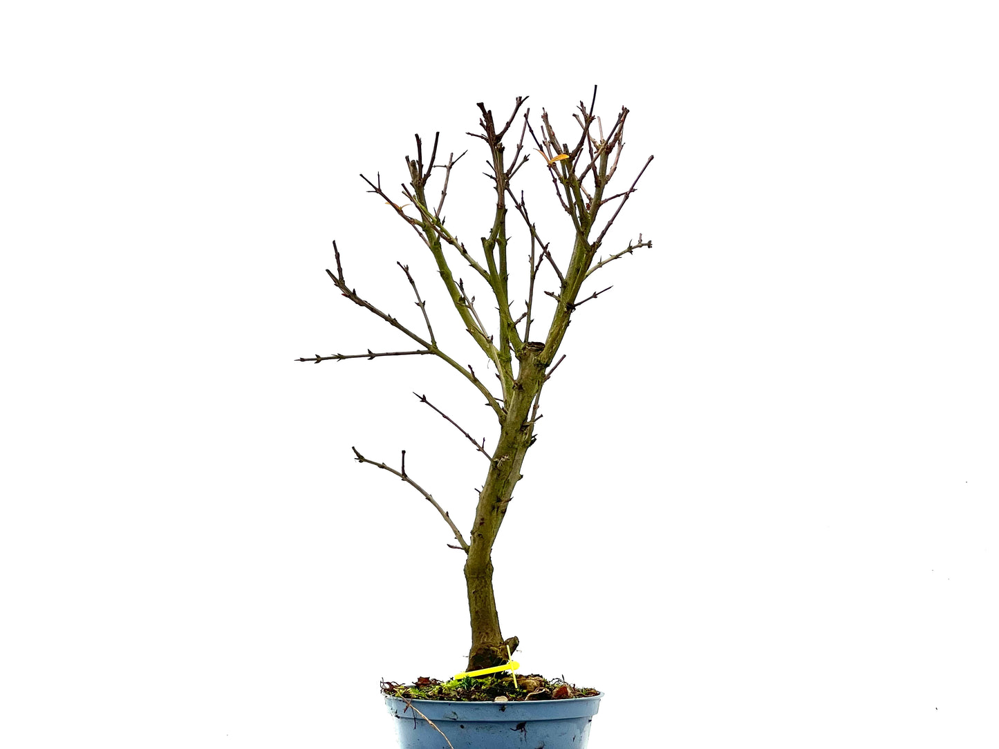 Púnica Granatum Nana 1359