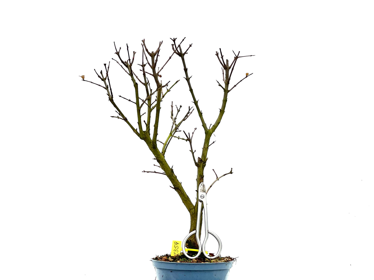 Púnica Granatum Nana 1359