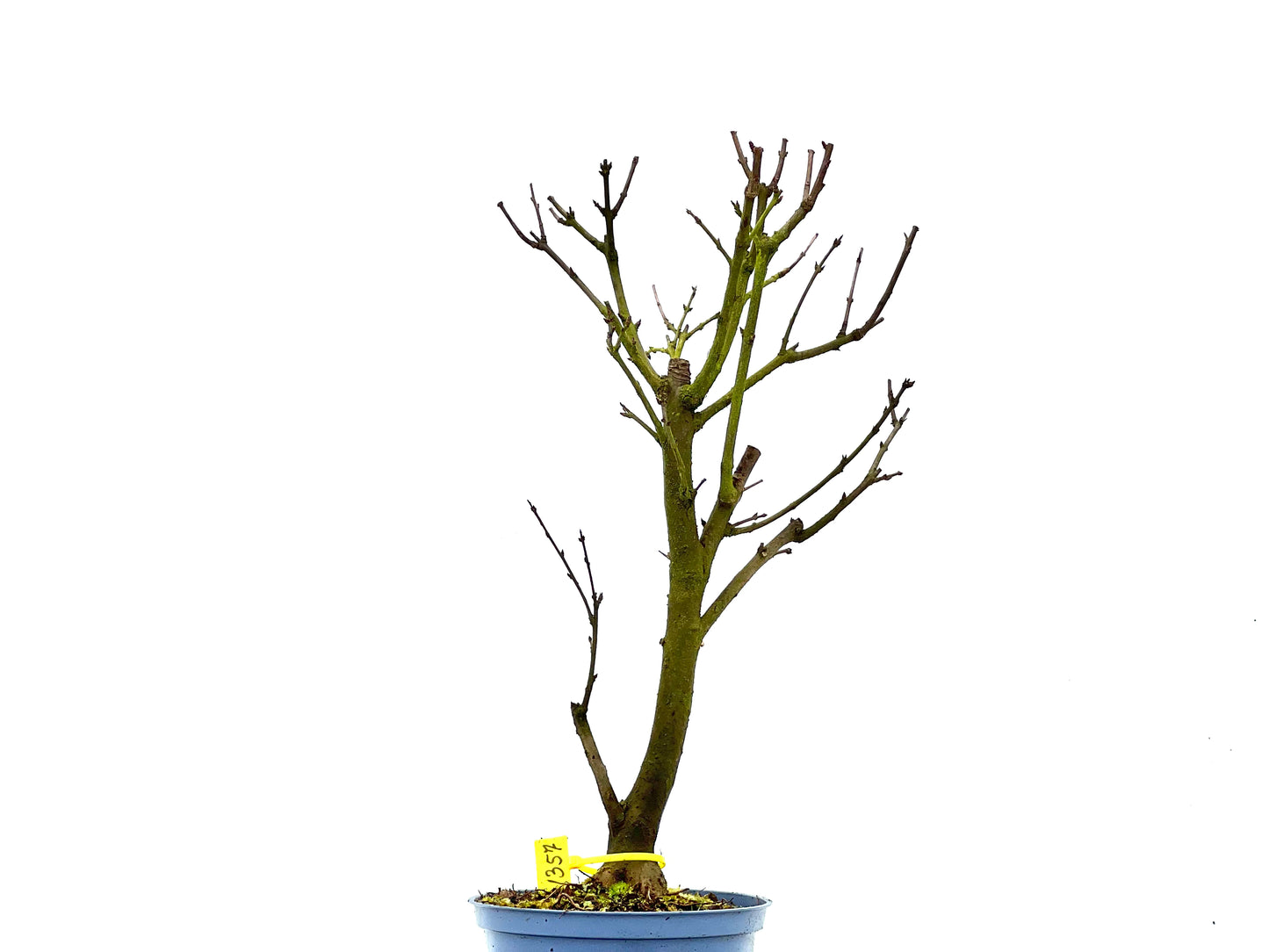 Punica Granatum Nana 1357