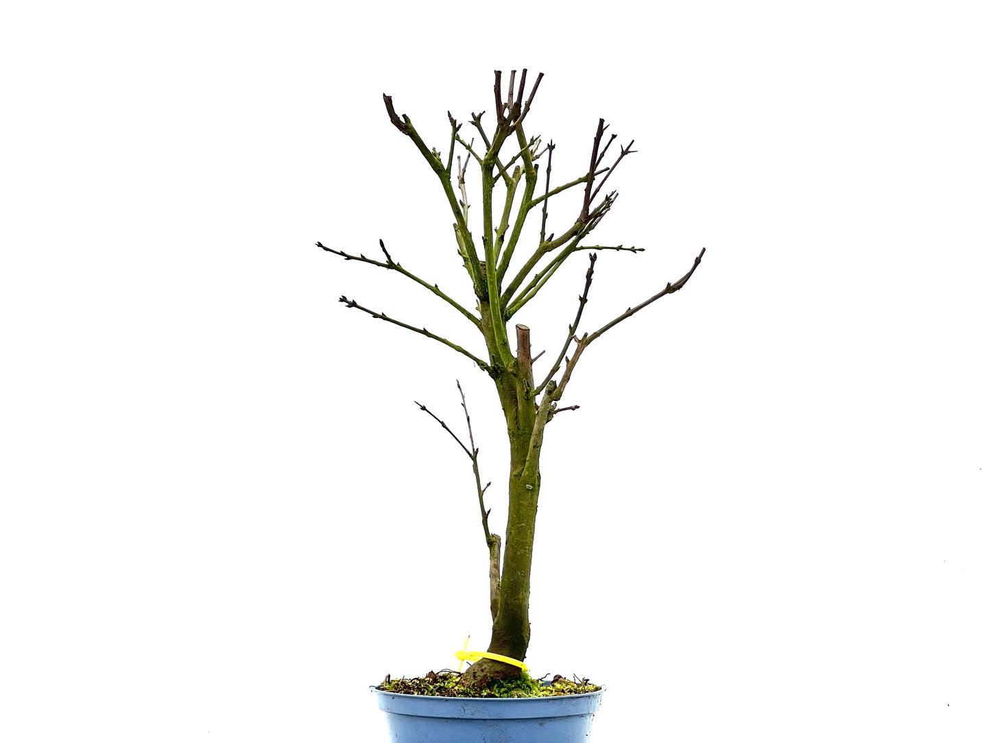 Punica Granatum Nana 1357