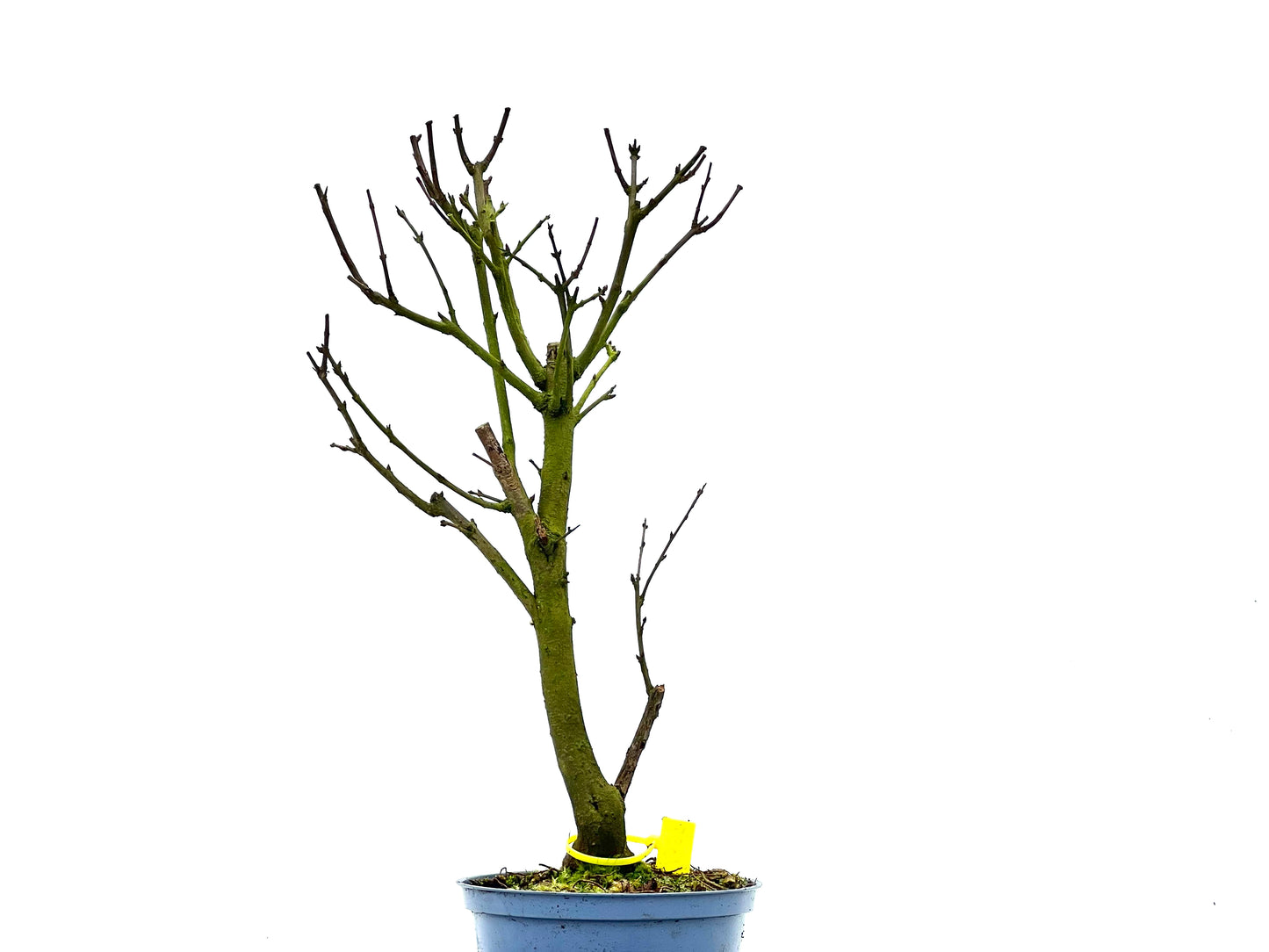 Punica Granatum Nana 1357