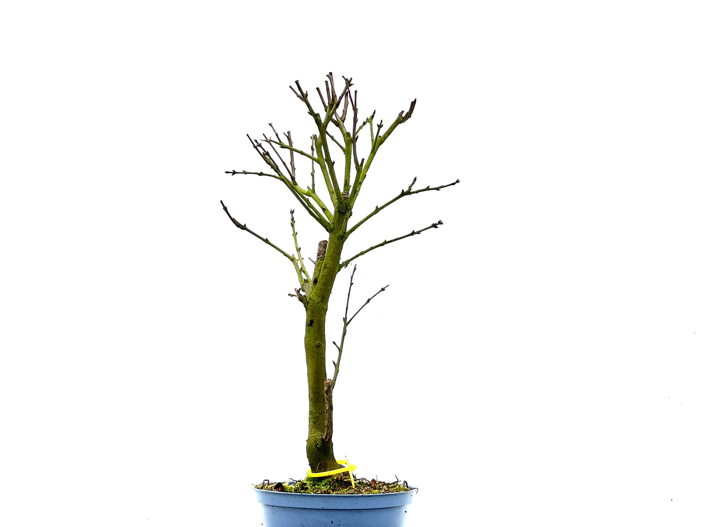 Punica Granatum Nana 1357