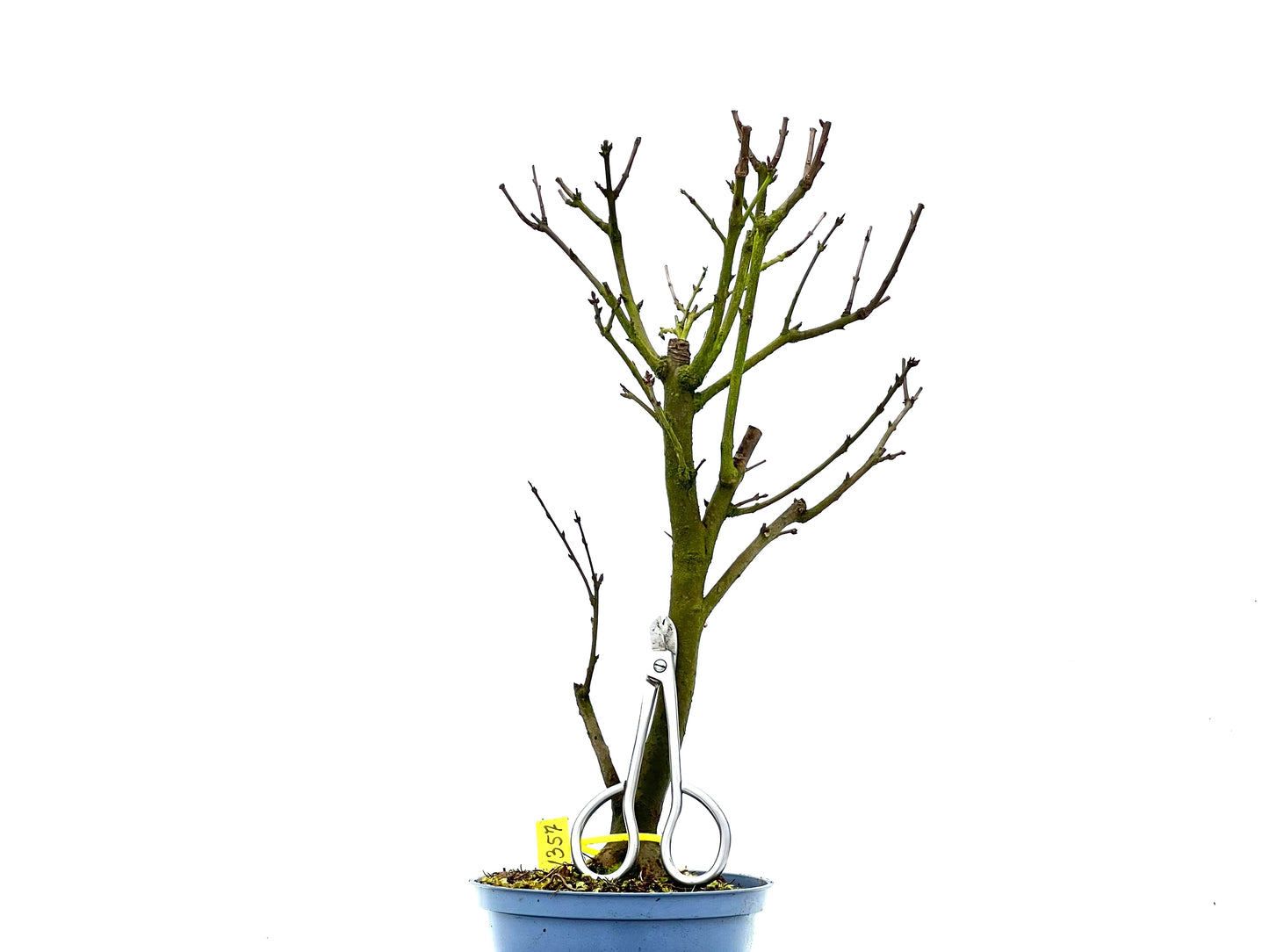 Punica Granatum Nana 1357