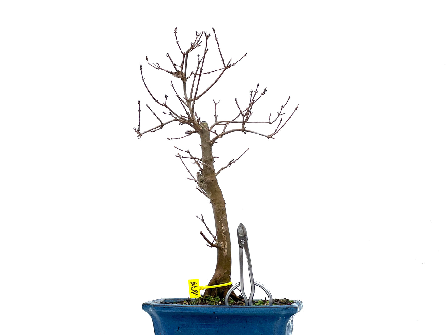 Arce Burgerianum 1649