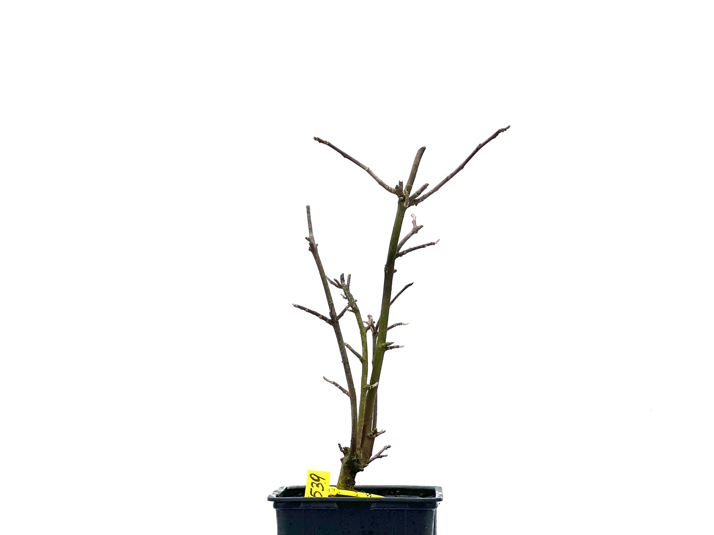Magnolio 1539