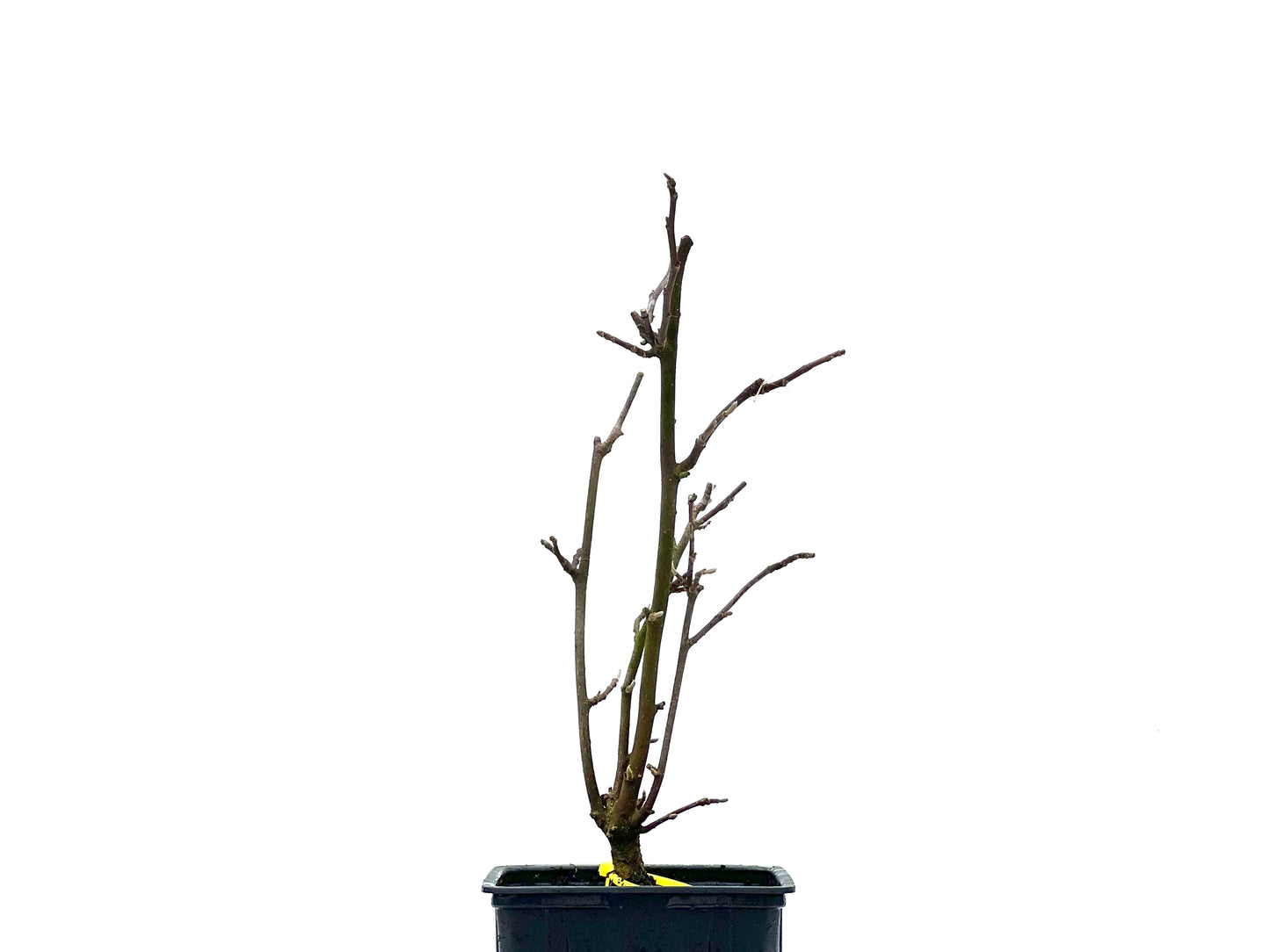 Magnolio 1539