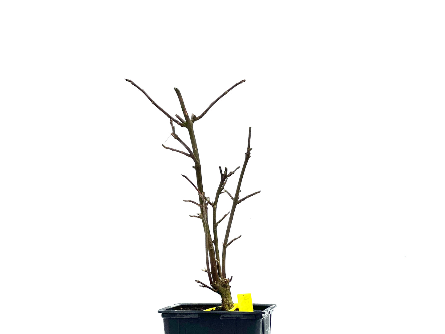 Magnolio 1539