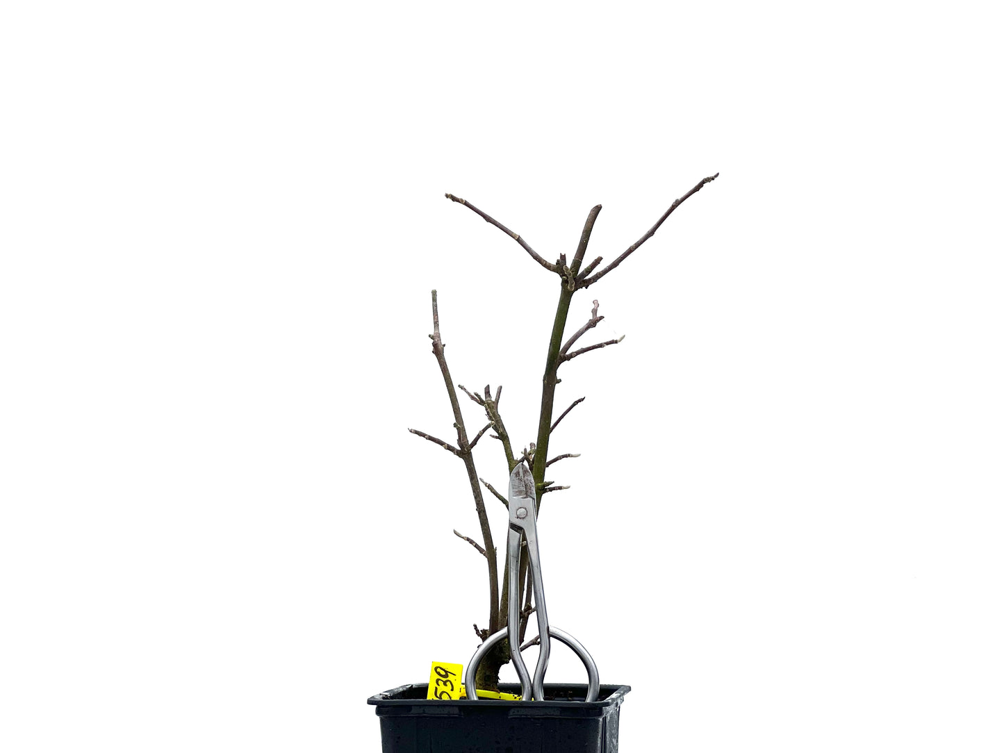 Magnolio 1539