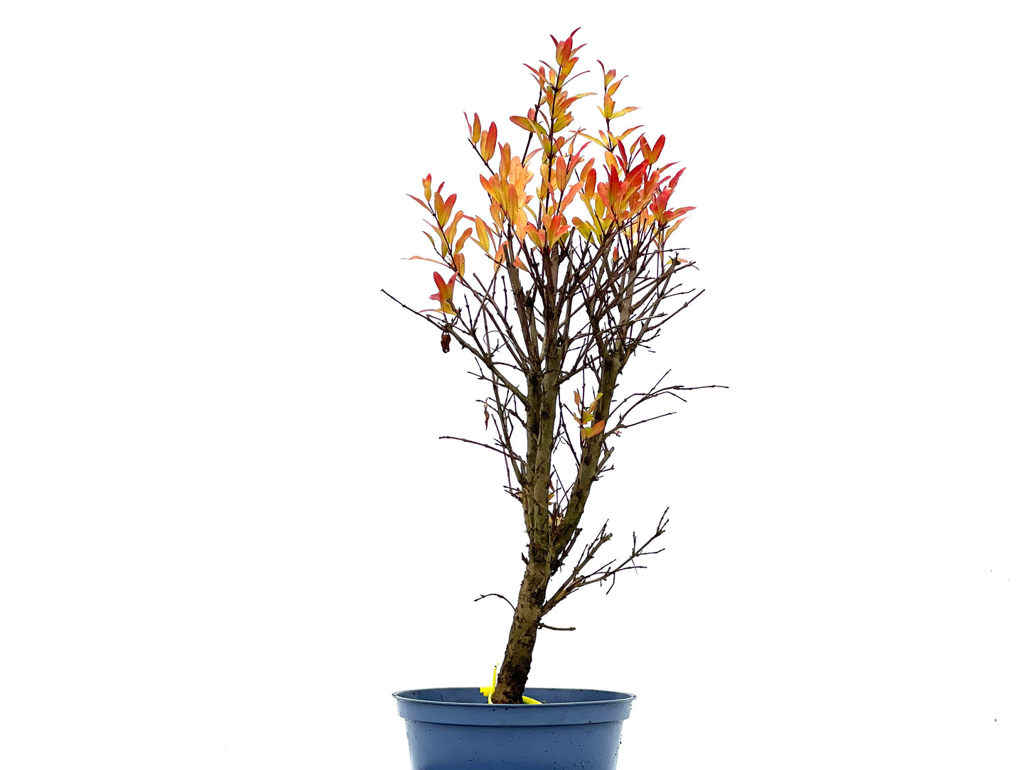 Punica Granatum Nana 1352