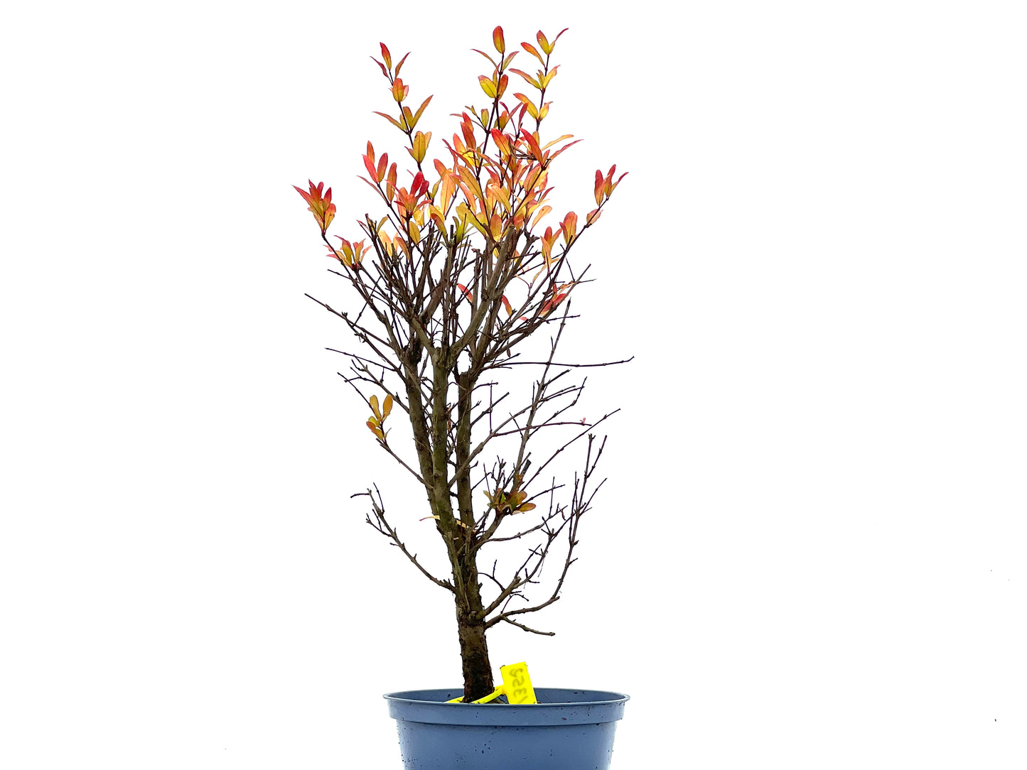 Punica Granatum Nana 1352