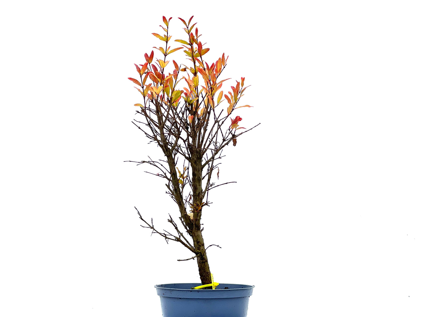 Punica Granatum Nana 1352