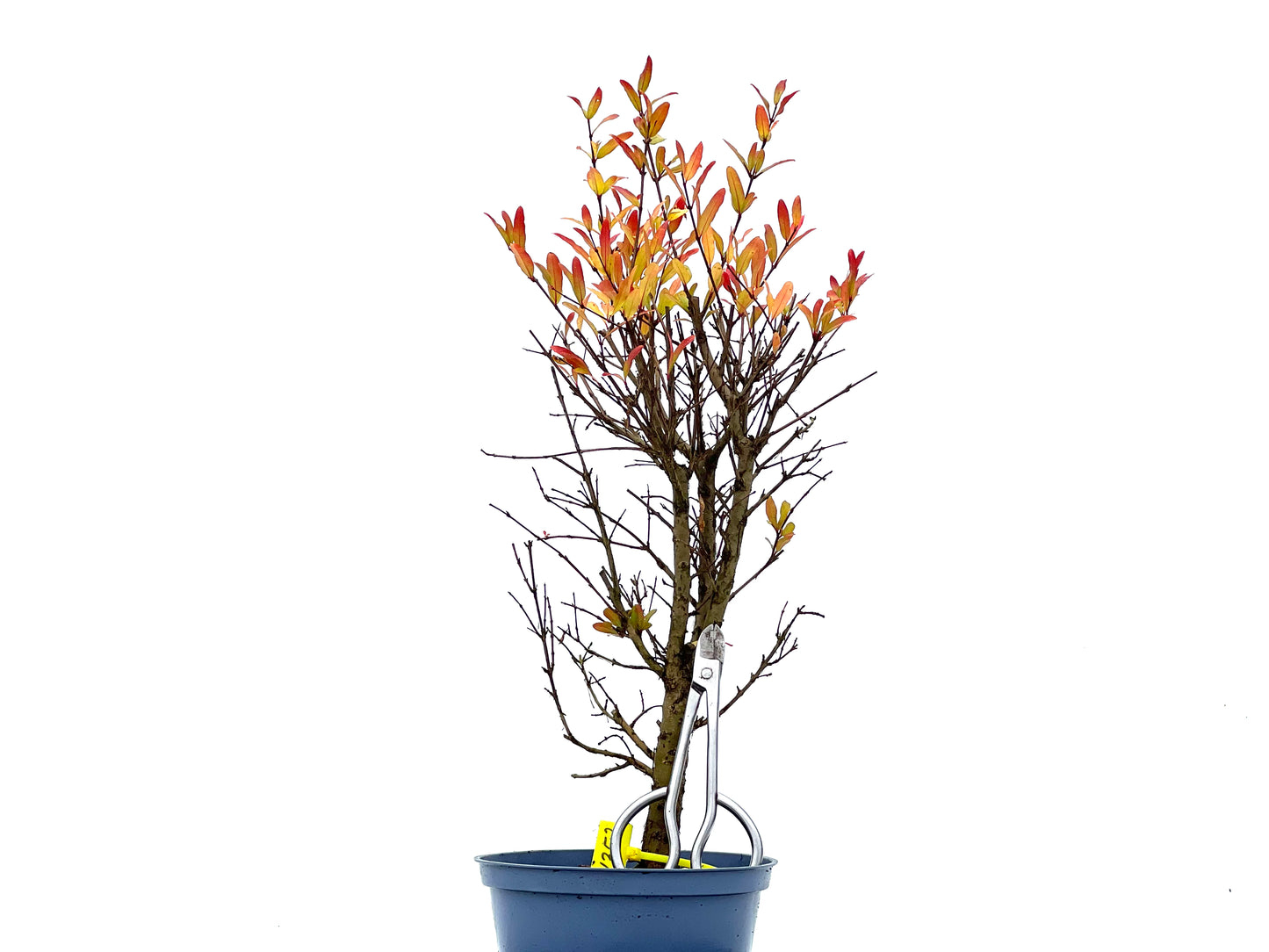 Punica Granatum Nana 1352