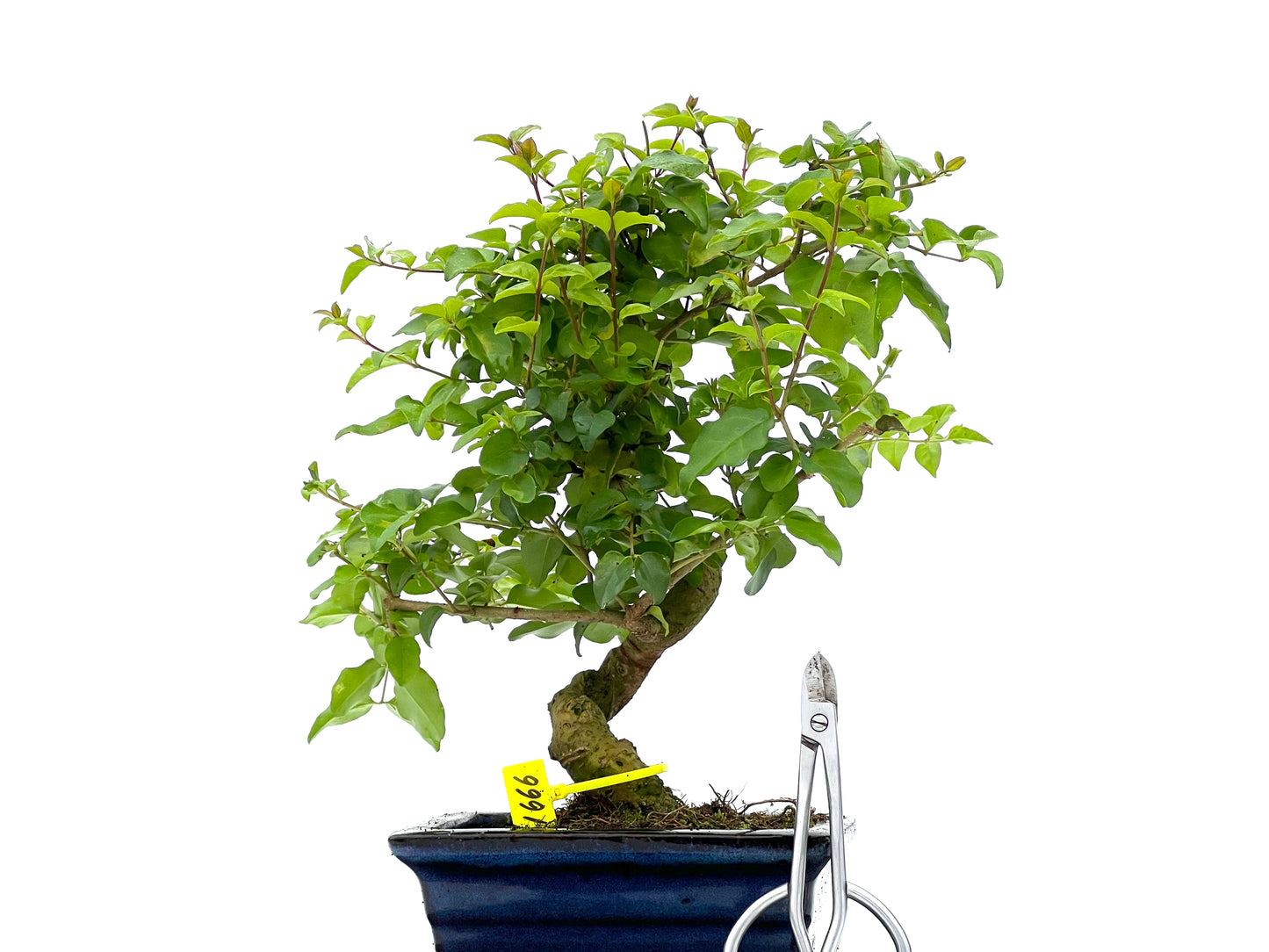 Ligustrum Sinensis 1666