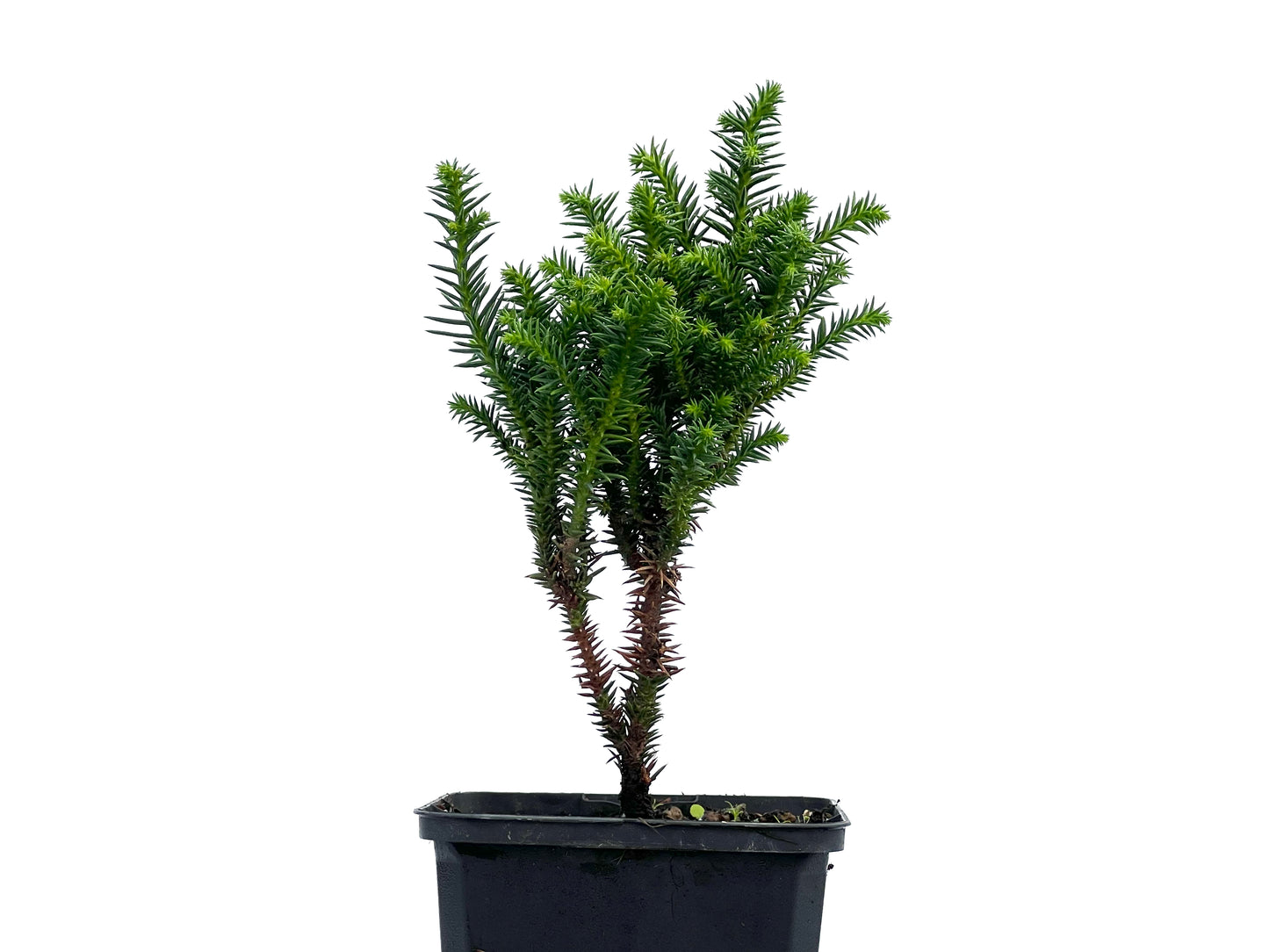 Cryptomeria Japonica
