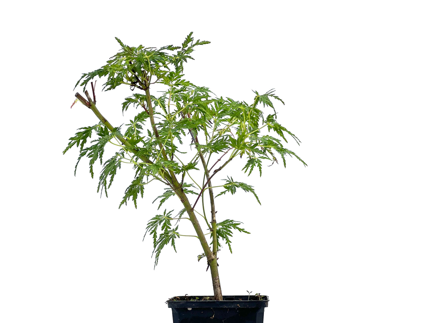 Arce Palmatum Seiryu