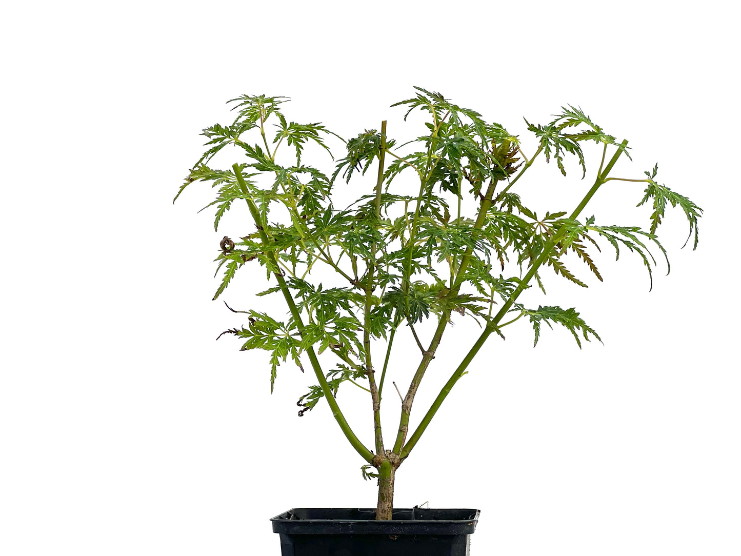 Arce Palmatum Emerald Lace