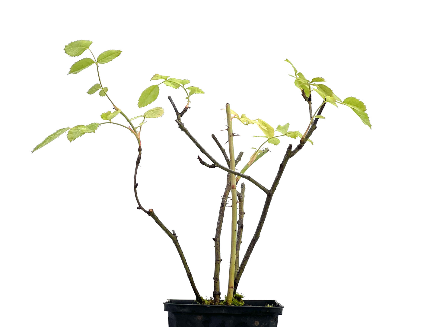 Rosa Canina