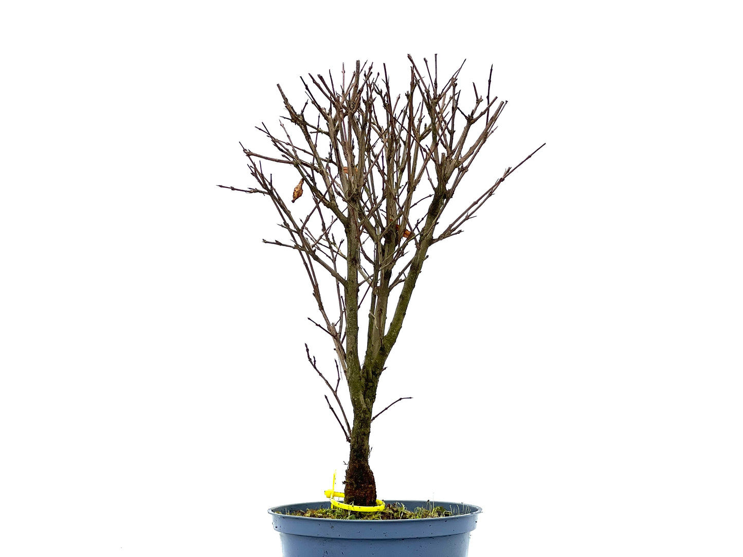 Punica Granatum Nana 1358