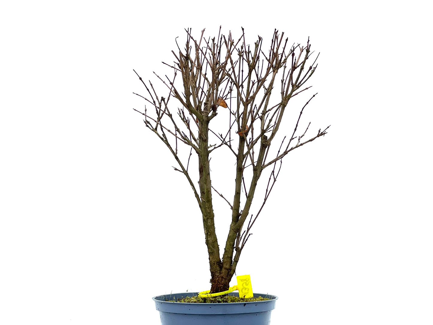 Punica Granatum Nana 1358