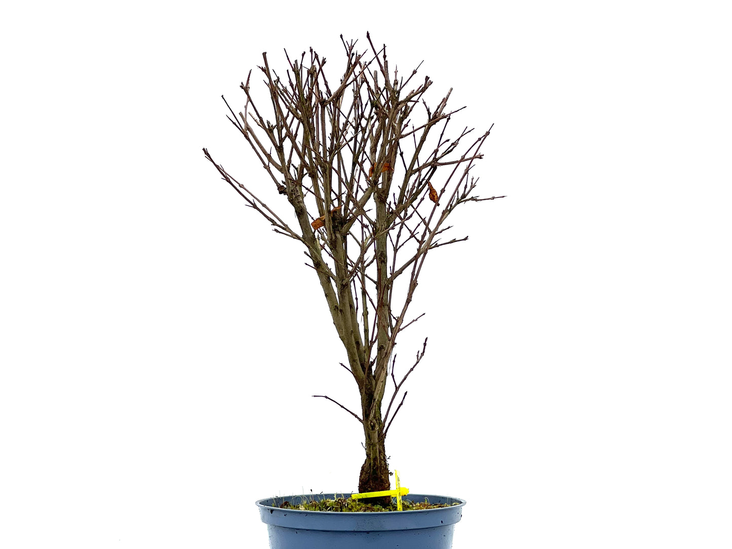 Punica Granatum Nana 1358