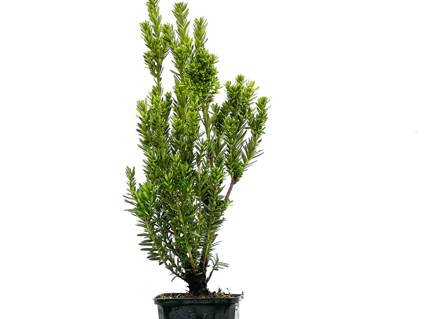 Taxus Baccata