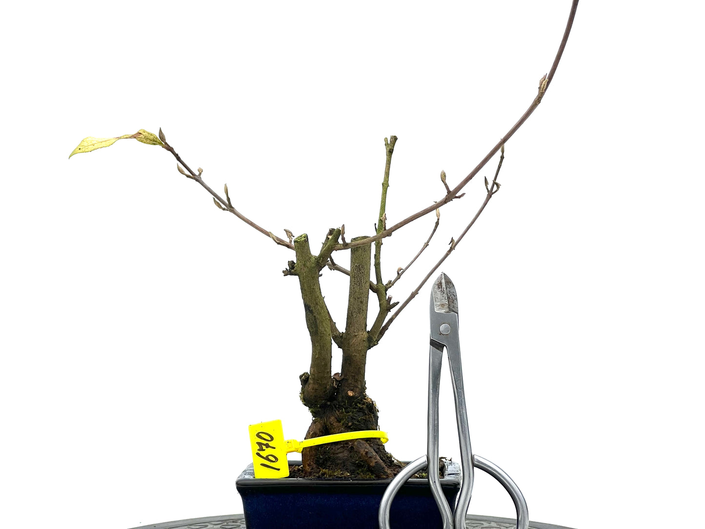 Callicarpa Japónica 1670