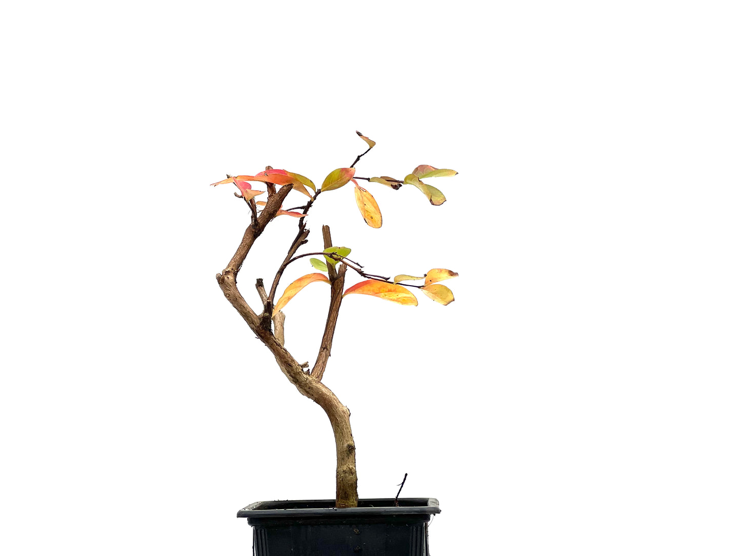 Lagerstroemia Indica